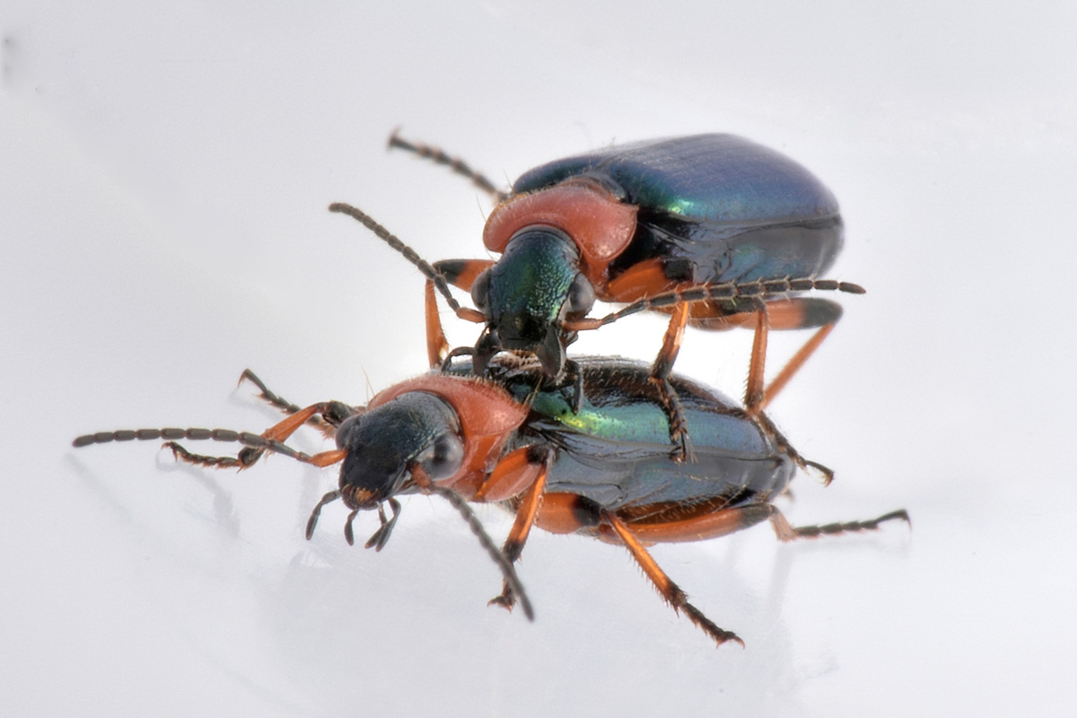 Carabidae:  Lamprias cyanocephalus?  S !